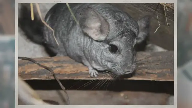 'Video thumbnail for What Is the Life Expectancy of a Chinchilla?'