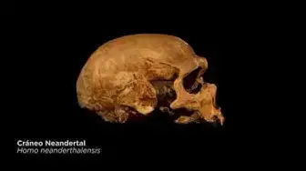 Video thumbnail for Antropología y Prehistoria: Cráneo Neandertal - ArteHistoria