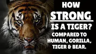Video thumbnail for How strong is a tiger - Tiger Strength - Why is tiger so strong