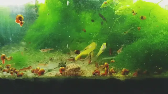Video thumbnail for Nano Planted tank