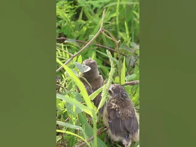 Video thumbnail for #topbird #birdspotting #birdslover #birdwatch #wildlife #nature #birdfeeding #birdsoun