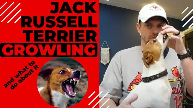 Video thumbnail for Jack Russell Terrier Growling: Why JRT's Growl and What To Do About It #jackrussellterrier #jrt
