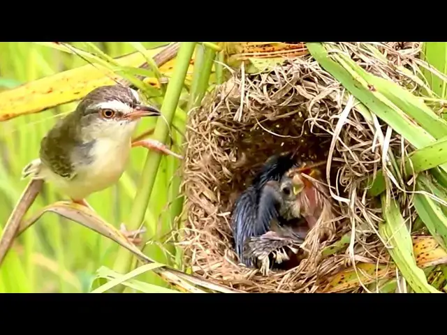 Video thumbnail for Mother Sparrow Nourishes Babies with Soft Chirps  [ @viralbird ]