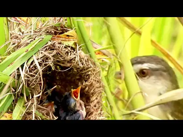 Video thumbnail for Insect Hunt for Nesting Bird // Nesting Bird Snags Insect Meal  [ @ViralBirdNest ]