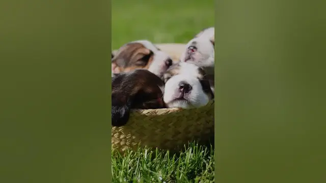 Video thumbnail for How much do puppies nap? #shorts❤❤