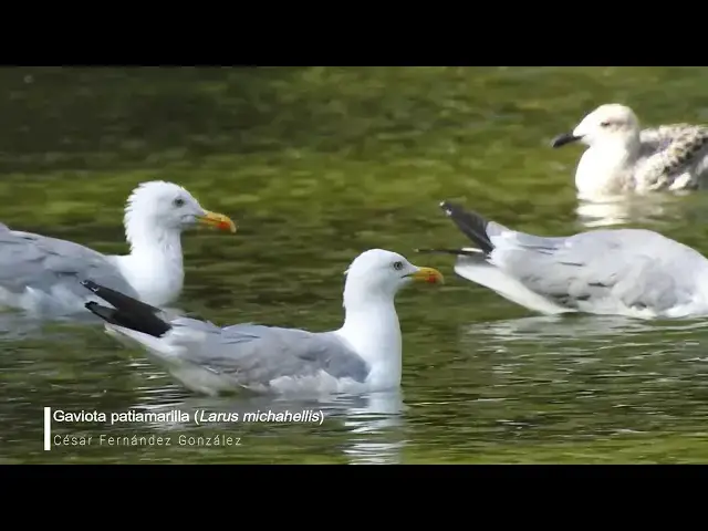 Video thumbnail for Gaviota patiamarilla (Larus michahellis)