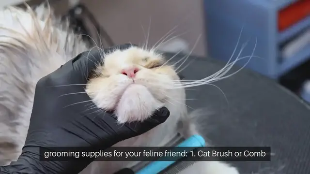 Video thumbnail for Cat Grooming Essentials Checklist