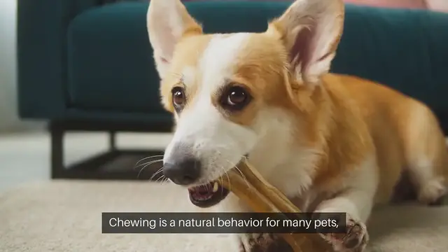 Video thumbnail for Training Pets Not To Chew