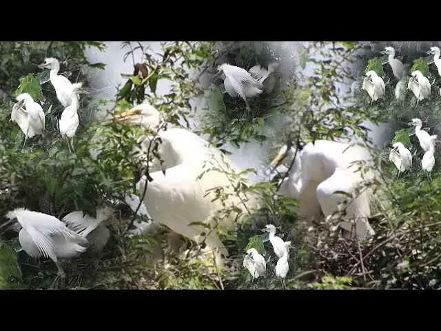'Video thumbnail for On nest Momy's wild bird care babie on here'