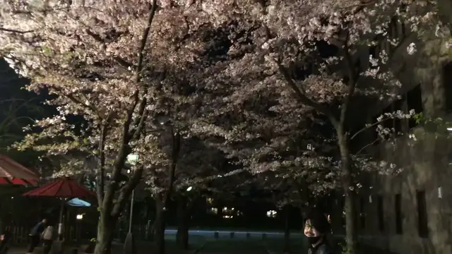 'Video thumbnail for 祇園白川はライトアップされてなくても明るく美しい桜を観れます【オンライン京都旅行】2021年4月2日'