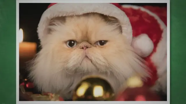 'Video thumbnail for 9 The Most Interesting Facts About Persian Cats'