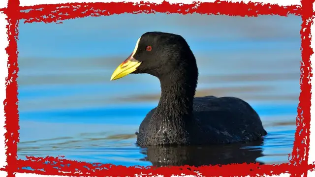 'Video thumbnail for White-winged Coot (Fulica leucoptera) Call| White Winged Coot Sound & Song | White-winged Coot Video'