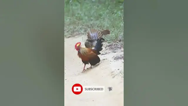 Video thumbnail for Sri Lankan junglefowl | National bird of Sri Lanka #shorts