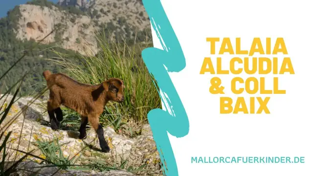 'Video thumbnail for Wandern mit Ziegen auf der Talaia d'Alcúdia'