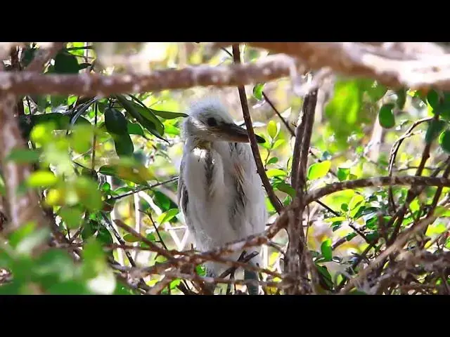 Video thumbnail for Top Wild Cockroach baies bird // Gain Cockroach baies bird Eat