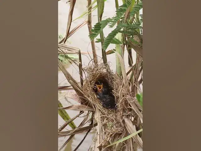 Video thumbnail for Female Catch Insect to feed baboes in nest EP#077 #birdslover #birdwatch #wildlife #nature #birds #A