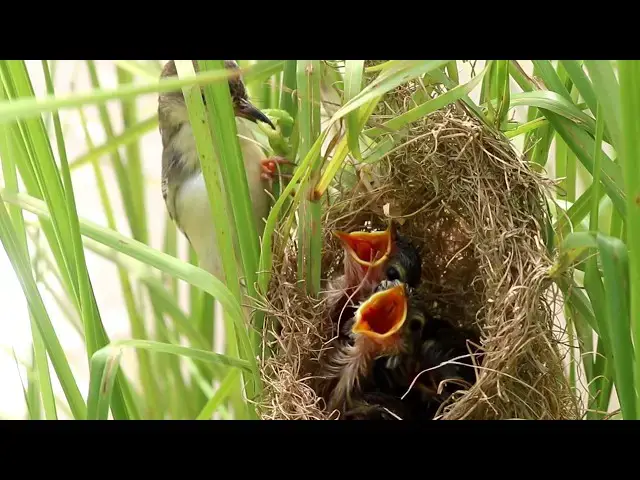 Video thumbnail for Mother Feeding Worm To Baby Bird in Nest   @ViralBirdNest