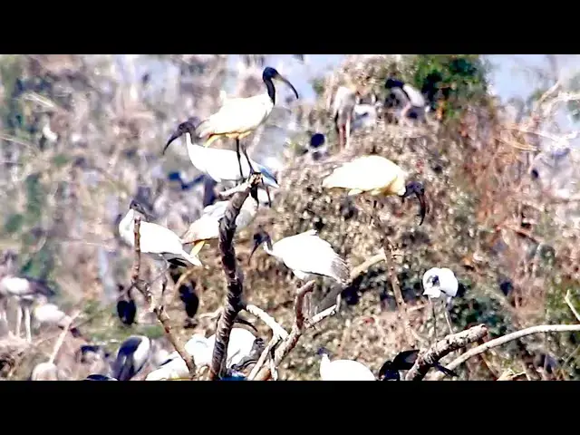 Video thumbnail for Amazing of Lake - All nest &  bird in lake at Avean lake