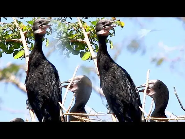 Video thumbnail for Black Wild Baby Birds on nest - baby birds eat