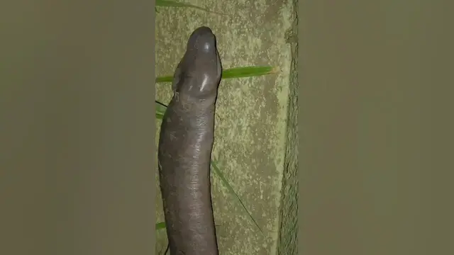 Video thumbnail for penis snake.. #shorts #animals #shortsvideo