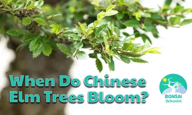 'Video thumbnail for When Do Chinese Elm Trees Bloom?'