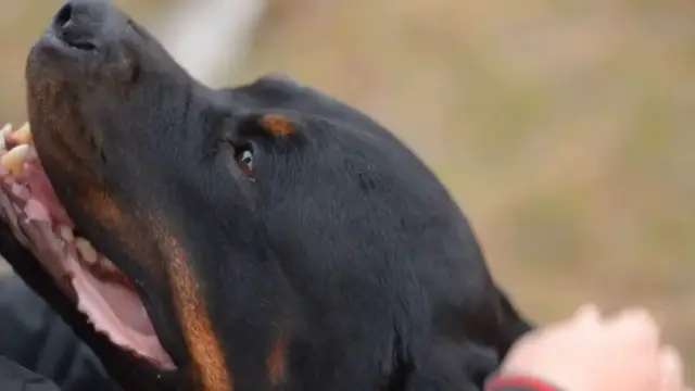 Video thumbnail for Rottweiler Dog