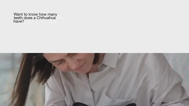 Video thumbnail for HOW MANY TEETH DOES A CHIHUAHUA HAVE – CHI DENTAL CARE: