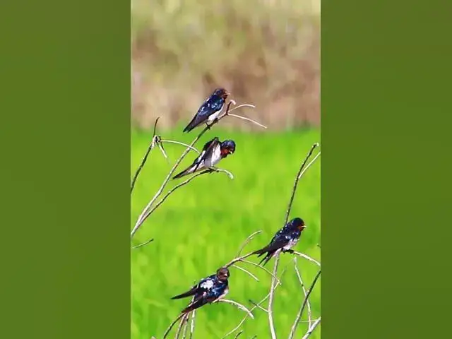 Video thumbnail for saw-wings cute bird ep#001 #bird #birds #birdwatching #shortvideo #bikelover #birdparenting