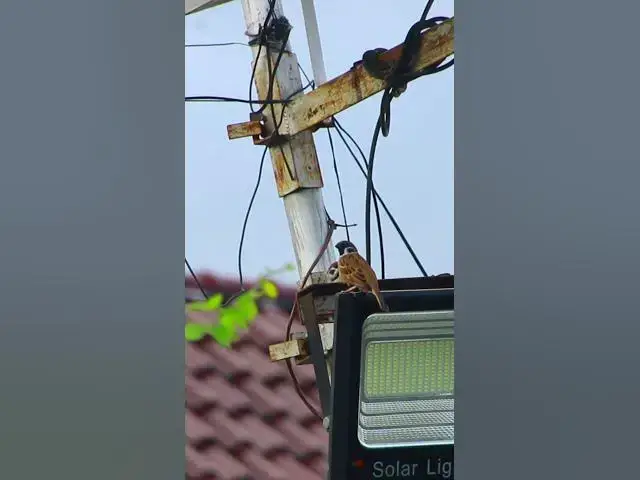 Video thumbnail for Widl small sparrow bird  EP.040 #babyanimal #nature #avian #babybird #rainsounds #avianlife #birds