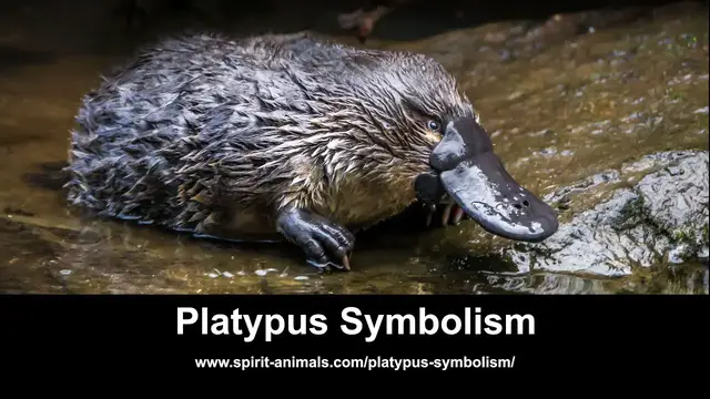 Video thumbnail for Platypus Symbolism