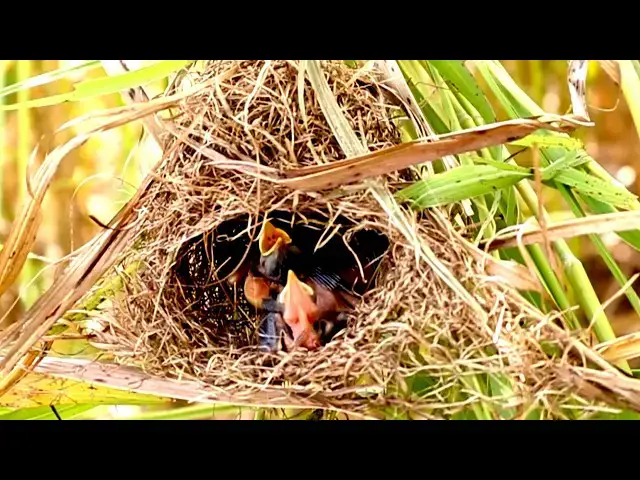 Video thumbnail for Wild Bird feed food on nest after mother back catch food