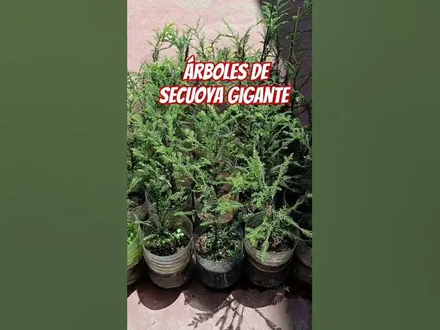 'Video thumbnail for Árboles SECUOYAS Gigantes #arboles #secuoyas#plakarqshop'