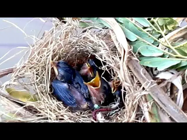 Video thumbnail for Rice Sparrow Nurtures Nestlings: A Feeding Journey