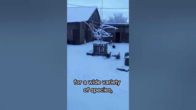 Video thumbnail for Does poultry mean chicken? #shorts