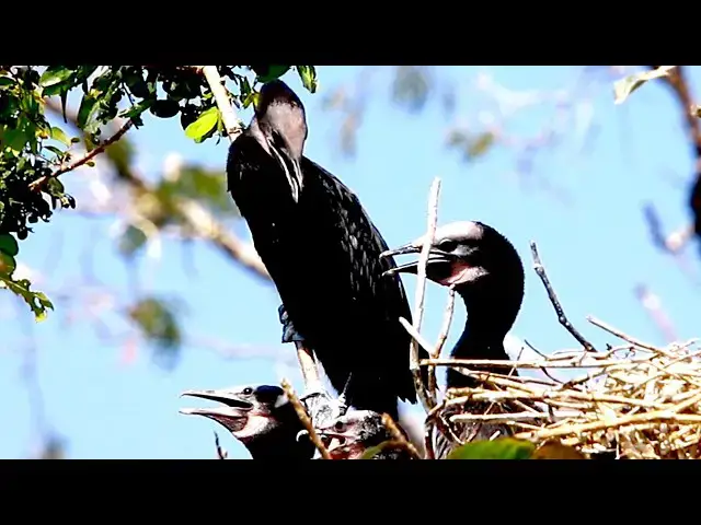 Video thumbnail for All Baby black wild birds cry on nest - baby birds eat