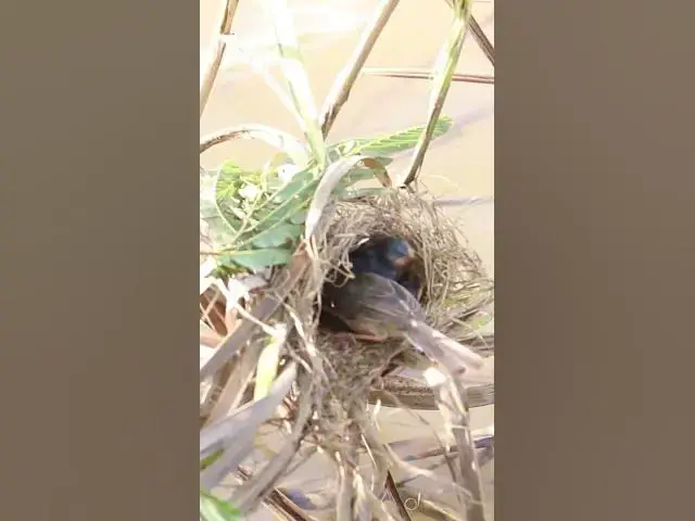 Video thumbnail for Female Mother Birdd Feed  #birdwatching #birdslover #birdspotting #birdsounds #birdparents #birds