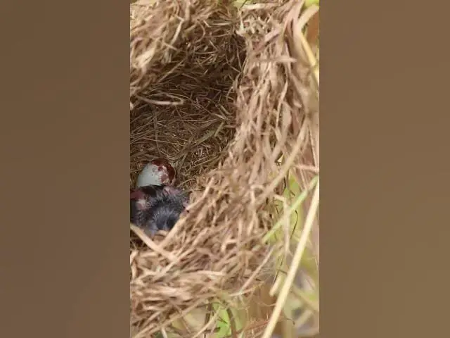 Video thumbnail for Bird Sleep in Nest  #birds #nestegg #birdeggs #birdslover #nestling #birdnest #nature #nest #wildlif