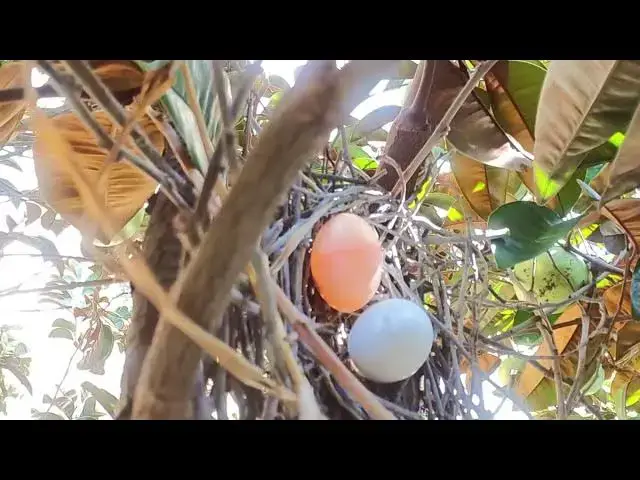Video thumbnail for On nest wild dove bird | Egg of dove bird growth here