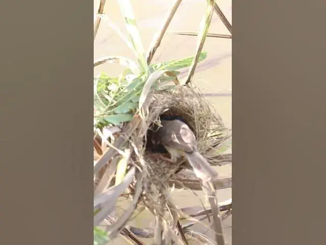Video thumbnail for Feeding Babies Widl Bird​ #birdwatching #nature #birdparents #birdspotting #birdslover #birdwatching