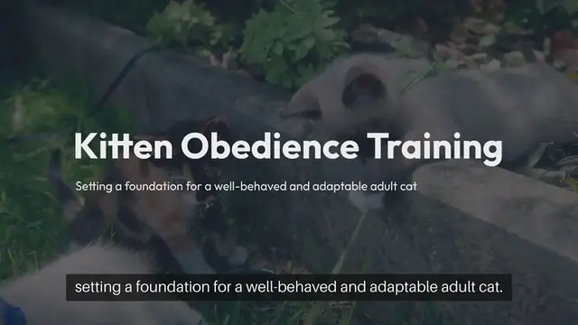 Video thumbnail for Kitten Obedience Training