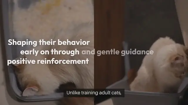 Video thumbnail for Kitten Training Guide