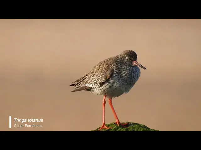 Video thumbnail for Archibebe común (Tringa totanus)