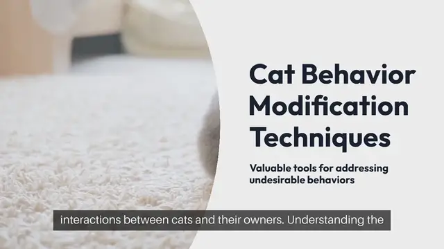 Video thumbnail for Cat Behavior Modification Techniques