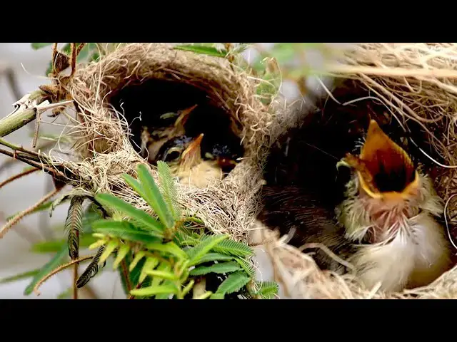 'Video thumbnail for Field wild bird gain babie crie eat food under nest'