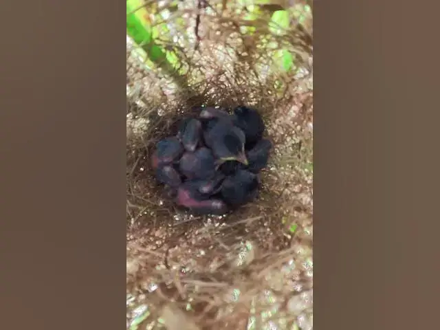 Video thumbnail for Babies waiting eat grasshopper and the ants EP#245 #birds #birdslover #finch #finchfinch #petbird