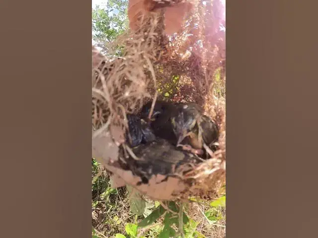 Video thumbnail for Feed in Nest Baby Bird #Egg-citing #Ornithology #Nature #Biodiversity #Eggceptional #Eggstraordina