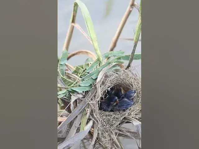 Video thumbnail for Babies Bird Waiting Eat #BabiesBird  #Feedigbirds #nature #shortvideo #viralvideo #birds #birdlist