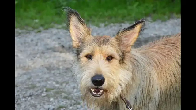 Video thumbnail for Origin of the Berger Picard