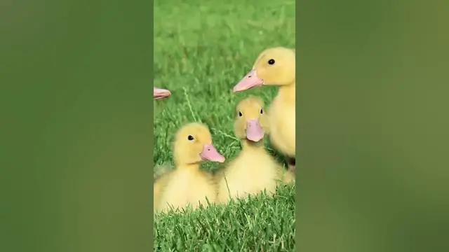 Video thumbnail for A group of ducklings is called a brood. 😘 #shorts