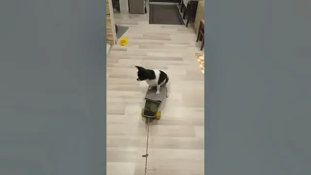 Video thumbnail for Can Dogs Really Skateboard?